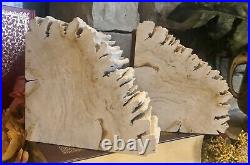 Petrified Wood Book Ends Light colored Rough Edges Collectible Book holders