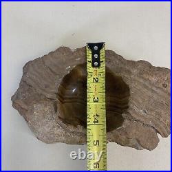 Petrified Wood Bowl Dish Fossil 9 Estate Find