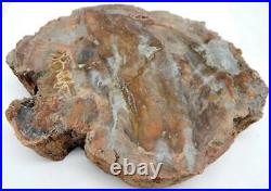 Petrified Wood Bowl Dish Fossil Madagascar 8 4 lb. 1.3 oz. F526