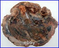 Petrified Wood Bowl Dish Fossil Madagascar 8 4 lb. 4 oz. A925