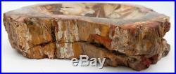 Petrified Wood Bowl Dish Fossil Madagascar 8 4 lb. 8.9 oz. C516