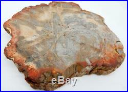 Petrified Wood Bowl Dish Fossil Madagascar 8 4 lb. 8.9 oz. C516