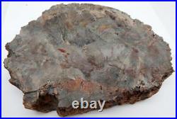 Petrified Wood Bowl Dish Fossil Madagascar 8 4 lb. B1206