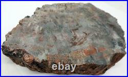 Petrified Wood Bowl Dish Fossil Madagascar 8 5 lb. 1 oz. G920