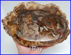 Petrified Wood Bowl Fossil Display or Use Madagascar 10.75 7 lb. 10.8 oz. B520