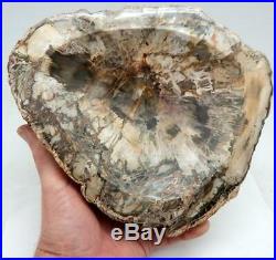 Petrified Wood Bowl Fossil Display or Use Madagascar 8.75 6 lb. 3.4 oz. B326