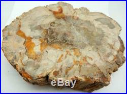 Petrified Wood Bowl Fossil Display or Use Madagascar 9 8 lb. 1 oz. C326