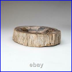 Petrified Wood Bowl from Madagascar (13 lbs)