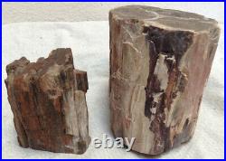 Petrified Wood Branch 7.5 & 1.75 Lbs. Unpolished Great Color Lot Of 2