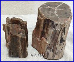 Petrified Wood Branch 7.5 & 1.75 Lbs. Unpolished Great Color Lot Of 2
