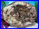 Petrified_Wood_COMPLETE_ROUND_Slab_withBark_EXOTIC_PURPLE_RED_PINK_PEACH_11_01_oz