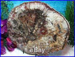 Petrified Wood COMPLETE ROUND Slab withBark EXOTIC PURPLE RED PINK PEACH 11+