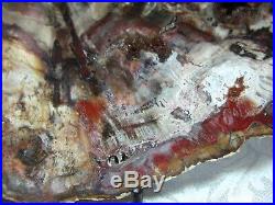 Petrified Wood COMPLETE ROUND Slab withBark EXOTIC PURPLE RED PINK PEACH 11+