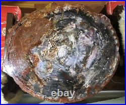Petrified Wood COMPLETE ROUND Slab withBark Stunning Colors 30 X 27 X 1-1/4