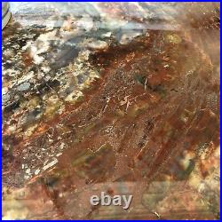 Petrified Wood COMPLETE ROUND Slab withBark Stunning Colors 30 X 27 X 1-1/4