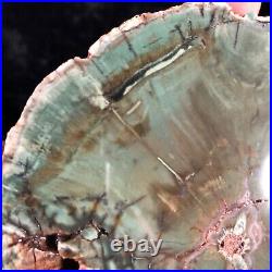 Petrified Wood Chromium Rich Araucaria Gokwe, Zimbabwe Triassic 4.25x4