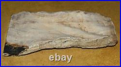Petrified Wood Compressed Limb Polished On One End From Holley Wood Ranch Oregon