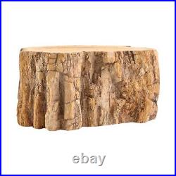 Petrified Wood Dark Brown Home Indoor Decoration Branches-L Approx. Ct 5860