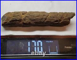 Petrified Wood Driftwood Limb With Amazing Imprints wrap of Ancient Vine (170 g)