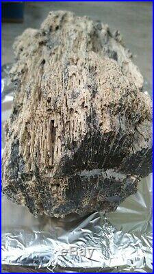 Petrified Wood Extinct, (Palmoxylon), Highly Detailed Palmwood