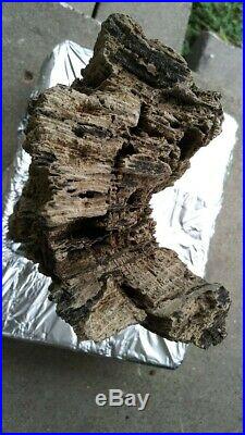 Petrified Wood Extinct, (Palmoxylon), Highly Detailed Palmwood