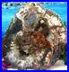 Petrified_Wood_FULL_ROUND_Slab_withBark_OUTSTANDING_EMERALD_GREEN_PERIWINKLE_13_01_jf
