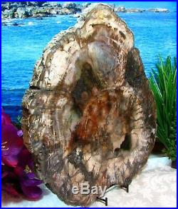 Petrified Wood FULL ROUND Slab withBark OUTSTANDING EMERALD-GREEN PERIWINKLE 13+