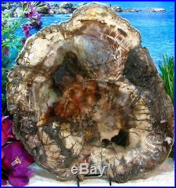 Petrified Wood FULL ROUND Slab withBark OUTSTANDING EMERALD-GREEN PERIWINKLE 13+