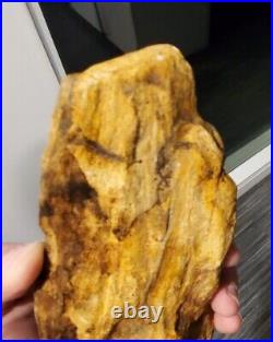 Petrified Wood Fossil 20 Oz 7 3/4 x 3 1/2 very nice