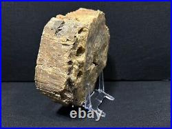 Petrified Wood Fossil Display Specimen From Zimbabwe 6x6 over 3lbs