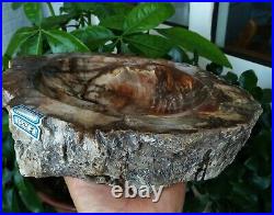 Petrified Wood Fossil Specimen slab rough ashtray 3418.10g