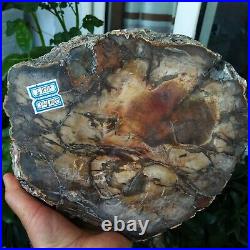 Petrified Wood Fossil Specimen slab rough ashtray 3418.10g