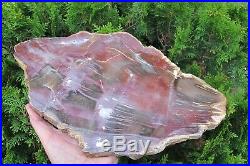 Petrified Wood Fossilised Slice plate slab semi Polished Madagascan Fossil 1.6 k