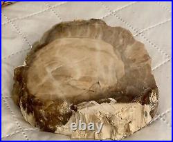 Petrified Wood Full Tree withBark Pacific Northwest Grandpa's Collection 1960's