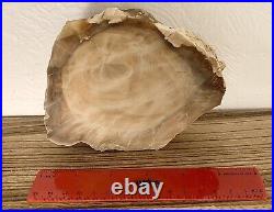 Petrified Wood Full Tree withBark Pacific Northwest Grandpa's Collection 1960's