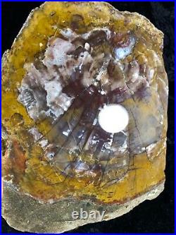 Petrified Wood Henry Mountains, UT Morrison Formation Jurassic 13.5x11 Fossil
