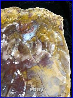 Petrified Wood Henry Mountains, UT Morrison Formation Jurassic 13.5x11 Fossil