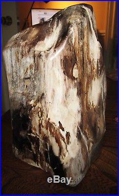 Petrified Wood LARGE Polished Gemstone from Indonesia 21 x 15 x 11cms 3.318Kg