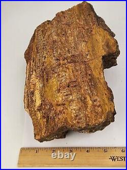 Petrified Wood Large AZ Chinle Fm. Triassic