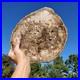 Petrified_Wood_Large_Crystal_Slab_Slice_Display_Decor_1740_Grams_3lbs_14oz_01_em