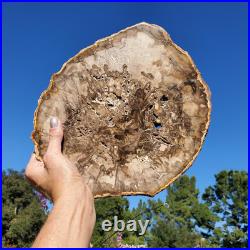 Petrified Wood Large Crystal Slab Slice Display Decor 1740 Grams 3lbs 14oz Petrified Wood Large Crystal Slab Slice Display Decor 1740 Grams 3lbs 14oz