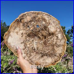 Petrified Wood Large Crystal Slab Slice Display Decor 1740 Grams 3lbs 14oz Petrified Wood Large Crystal Slab Slice Display Decor 1740 Grams 3lbs 14oz