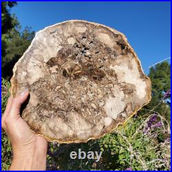 Petrified Wood Large Crystal Slab Slice Display Decor 1740 Grams 3lbs 14oz Petrified Wood Large Crystal Slab Slice Display Decor 1740 Grams 3lbs 14oz