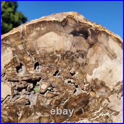 Petrified Wood Large Crystal Slab Slice Display Decor 1740 Grams 3lbs 14oz Petrified Wood Large Crystal Slab Slice Display Decor 1740 Grams 3lbs 14oz