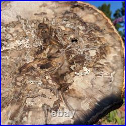 Petrified Wood Large Crystal Slab Slice Display Decor 1740 Grams 3lbs 14oz Petrified Wood Large Crystal Slab Slice Display Decor 1740 Grams 3lbs 14oz