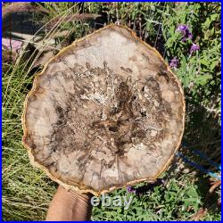Petrified Wood Large Crystal Slab Slice Display Decor 1740 Grams 3lbs 14oz Petrified Wood Large Crystal Slab Slice Display Decor 1740 Grams 3lbs 14oz