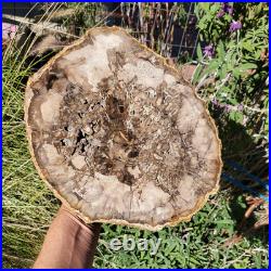 Petrified Wood Large Crystal Slab Slice Display Decor 1740 Grams 3lbs 14oz Petrified Wood Large Crystal Slab Slice Display Decor 1740 Grams 3lbs 14oz
