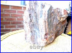 Petrified Wood Large Specimen 9.72kg