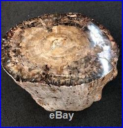Petrified Wood Large Tree Trunk with Polished top 16.5 Tall