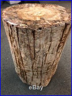 Petrified Wood Large Tree Trunk with Polished top 16.5 Tall